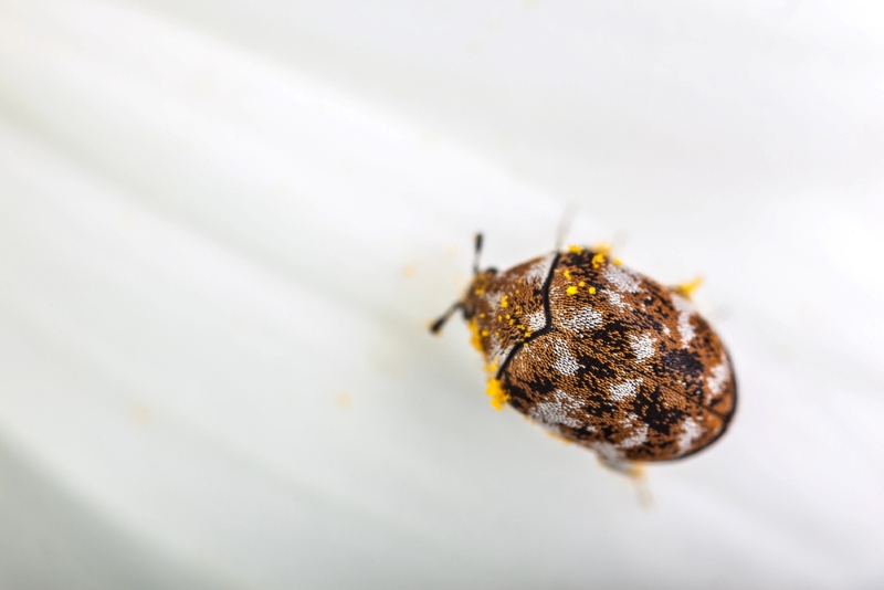 How to Get Rid of Carpet Beetles (Effectively and Safely)