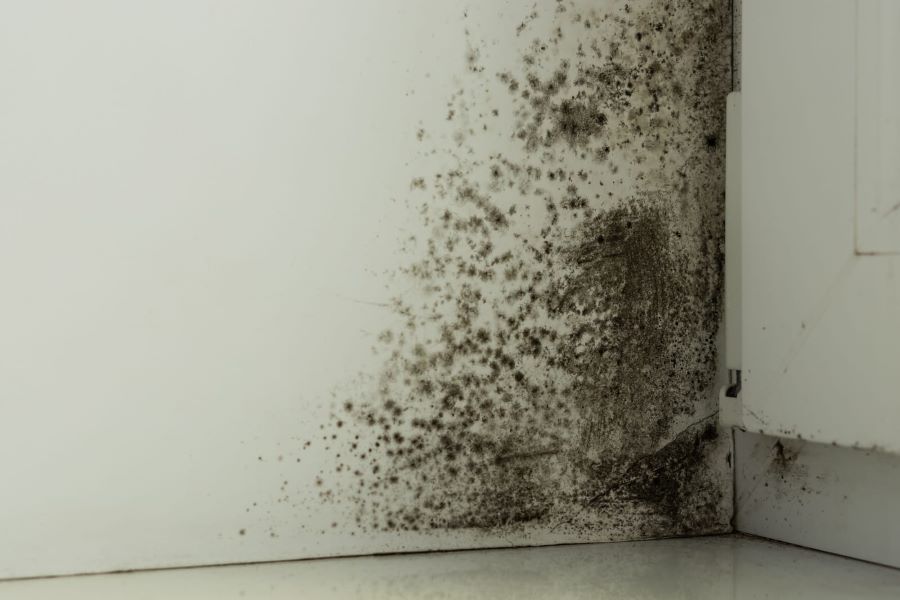 Prevent Mold & Mildew: Roofing & Carpet Care Tips